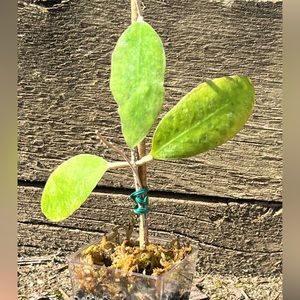 Hoya Padangensis ~ 
a.k.a. ‘uncinata’  uncommon rare